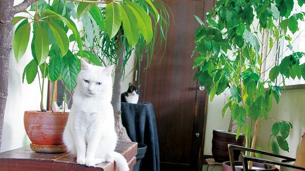 猫の手も借りたい! ジャングルイベント〈フォトエッセイ〉