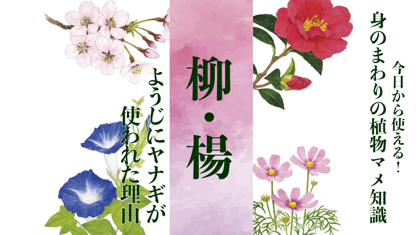 【柳・楊】ようじにヤナギの枝が使われた理由〈身のまわりの植物マメ知識〉