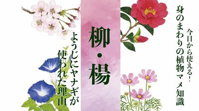 【柳・楊】ようじにヤナギの枝が使われた理由〈身のまわりの植物マメ知識〉