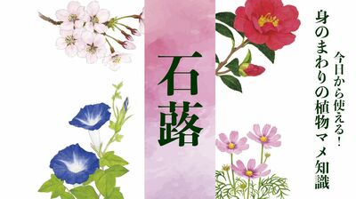 【石蕗（ツワブキ）】日本生まれのツワブキ属を表す学名「ファルフギウム　ヤポニクス」約60cmの花茎の先に、あざやかな黄色の花を咲かせる