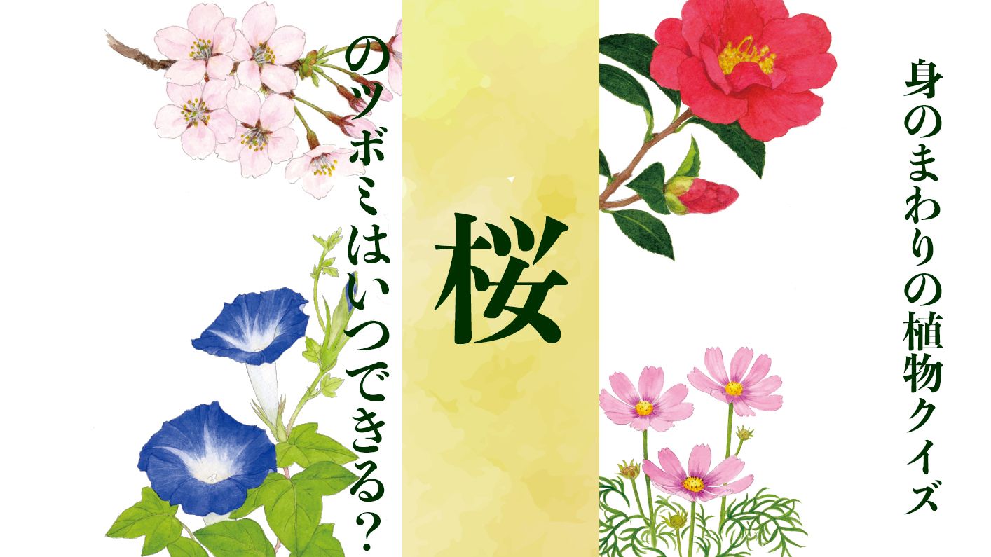 【桜】のツボミはいつできる?〈身のまわりの植物クイズに挑戦!〉