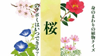 【桜】のツボミはいつできる?〈身のまわりの植物クイズに挑戦!〉