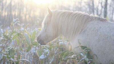 王子さまが乗る白馬は、お年寄り！？　葦毛の馬は老いて毛並みが白くなる。見た目の美しさだけでなく、経験を積んだウマだからできること