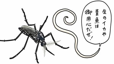地球上で人を一番多く殺している蚊！寄生した魚が死んでも生きるアニサキス！上野動物園元園長が教える「すごい危険な生きもの」