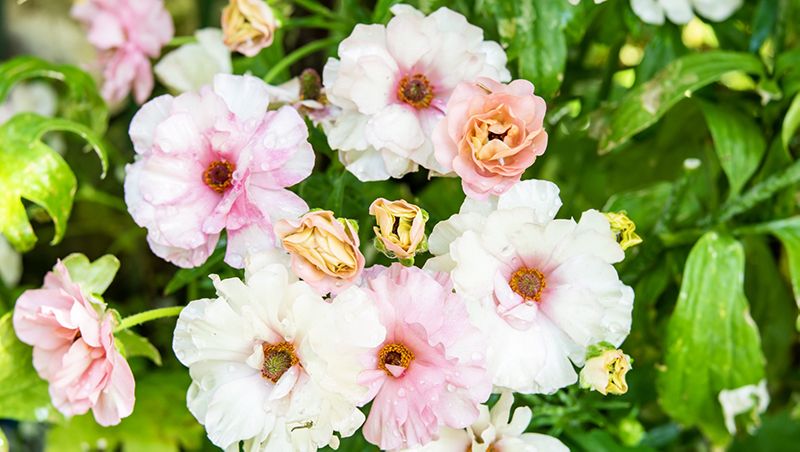 2ページ目 花や野菜を育てる極意 教えます 園芸王子 三上真史のアドバイス 教養 婦人公論 Jp