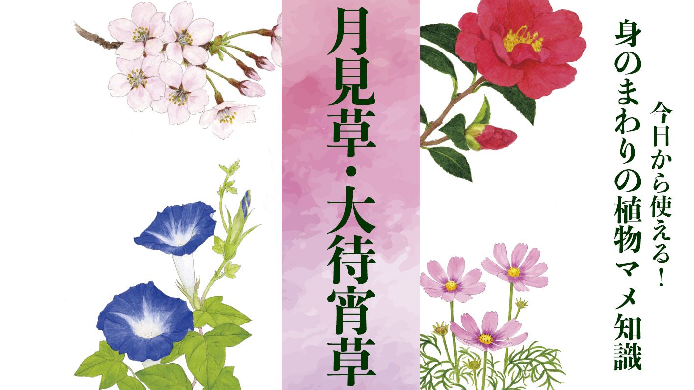 【月見草・大待宵草(ツキミソウ・オオマツヨイグサ)】開花の準備は前日から2回に分けて行われる〈身のまわりの植物マメ知識〉