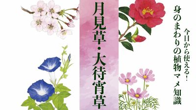 【月見草・大待宵草(ツキミソウ・オオマツヨイグサ)】開花の準備は前日から2回に分けて行われる〈身のまわりの植物マメ知識〉