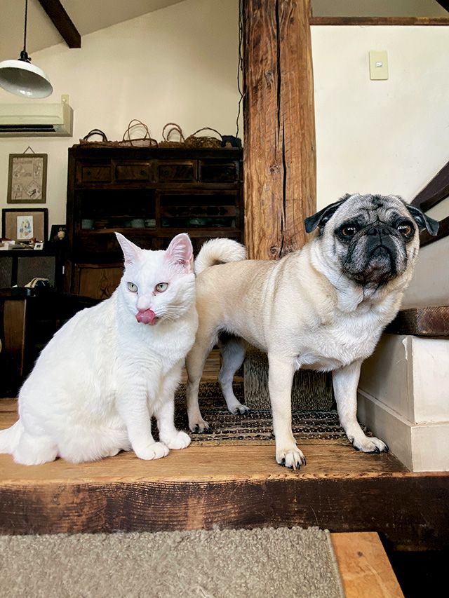 画像 写真 チビのパグが来て5年 体重は7倍 態度は100倍大きくなりました 人間関係 婦人公論 Jp 画像 写真 チビのパグが来て5年 体重は7倍 態度は100倍大きくなりました 人間関係 婦人公論 Jp