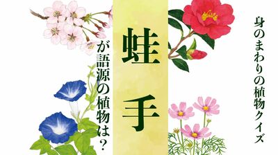 【蛙手】が語源の植物は?〈身のまわりの植物クイズに挑戦!〉