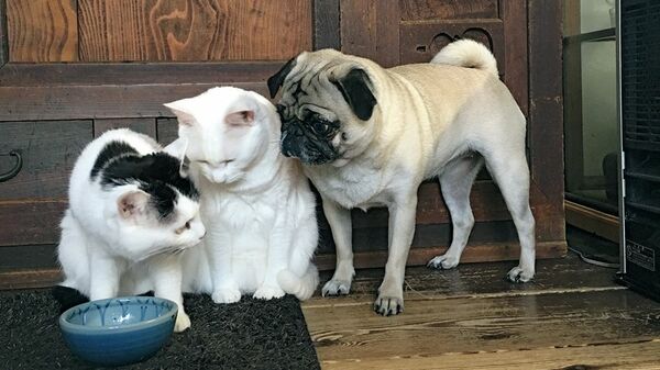ストーブ前をめぐってパグと猫のバトル勃発。勝者は…〈フォトエッセイ〉