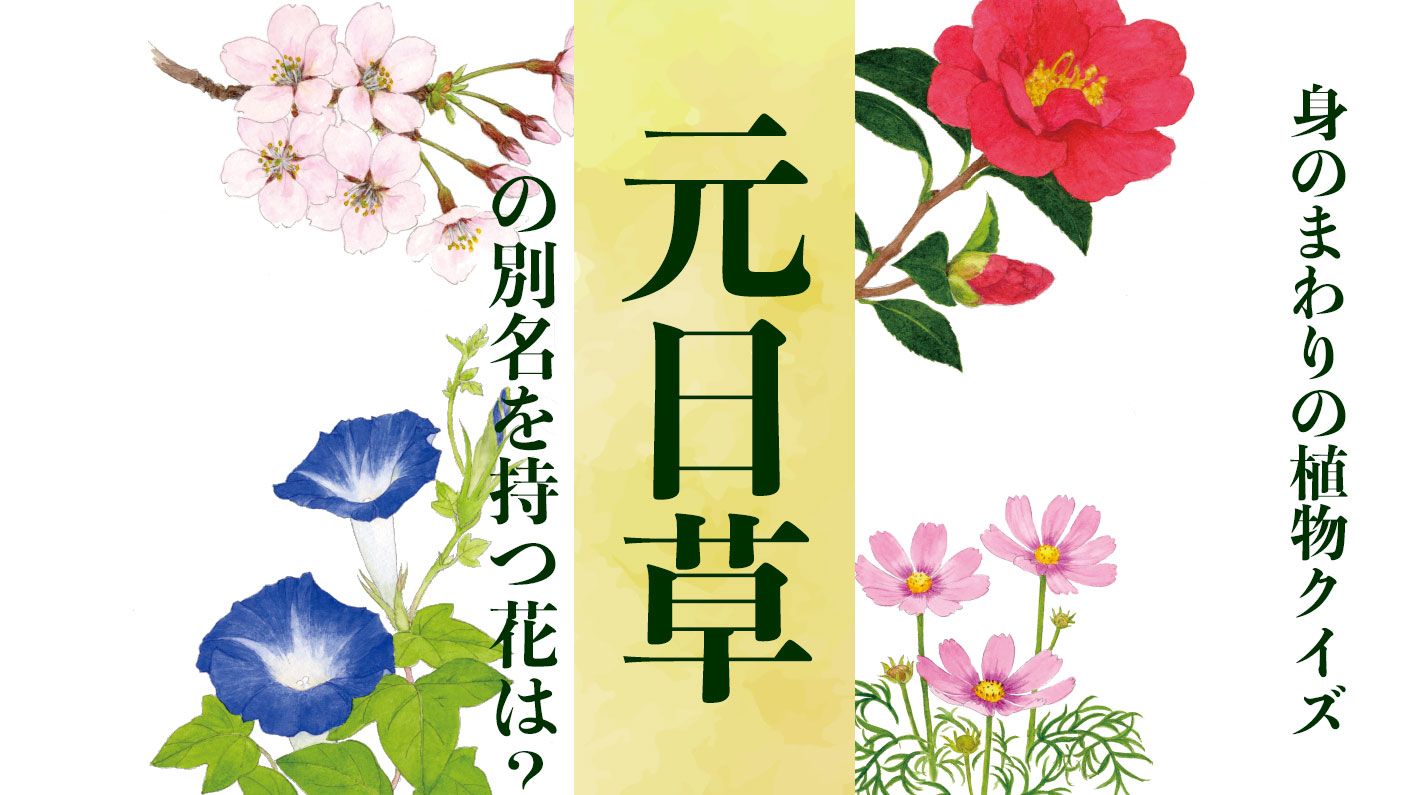 【元旦草】の別名を持つ花は?〈身のまわりの植物クイズに挑戦!〉