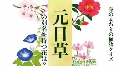 【元旦草】の別名を持つ花は?〈身のまわりの植物クイズに挑戦!〉