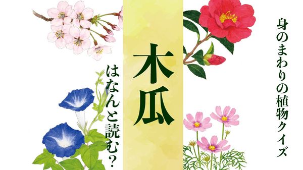 【木瓜】はなんと読む?〈身のまわりの植物クイズに挑戦!〉