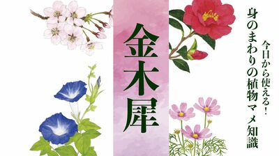 【金木犀(キンモクセイ)】トイレ消臭剤の「元祖」。強い香りで虫を誘うが、雌株がないのでタネはできない物悲しい花〈身のまわりの植物マメ知識〉