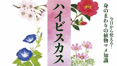 【ハイビスカス】ハワイでは「歓迎」沖縄では「仏様の花」の意味を持つ。ハイビスカスティーはクレオパトラが愛飲するほどの美容効果が