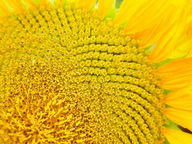 向日葵 ヒマワリ 一つの花に千以上の花と種 太陽を追って回るのは 花ではなく葉とツボミ 婦人公論 Jp Goo ニュース