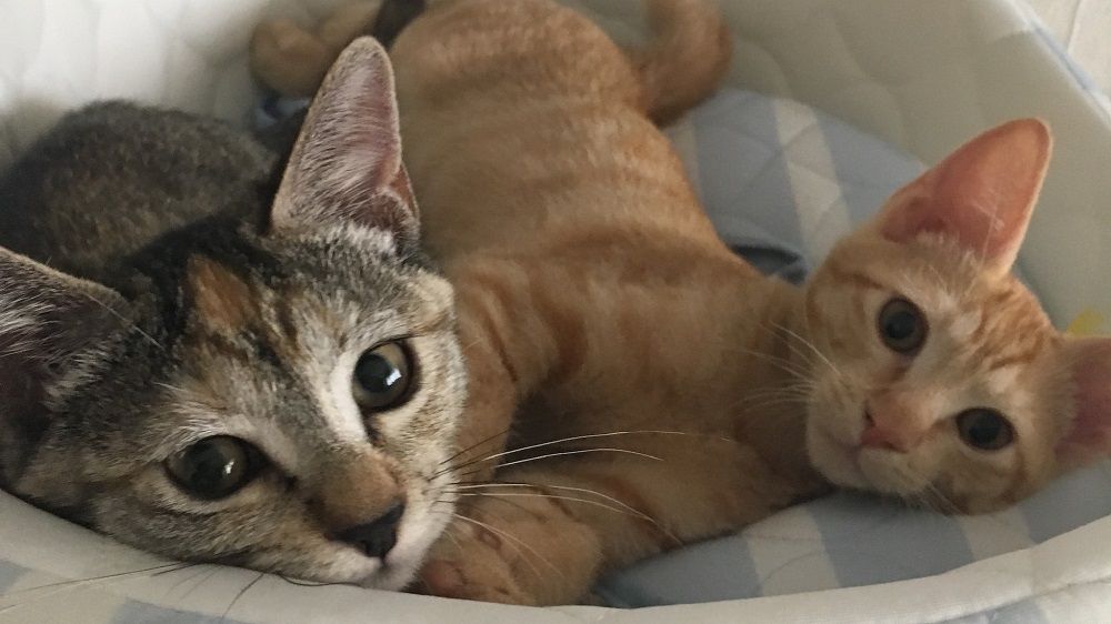 子宮頸がんと告知された私を奮い立たせた、保護猫との出会い〈ルポ・逆境から這い上がった私〉