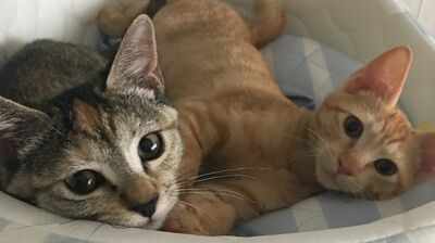 子宮頸がんと告知された私を奮い立たせた、保護猫との出会い〈ルポ・逆境から這い上がった私〉