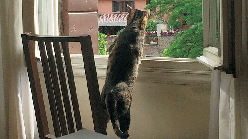 ヤマザキマリ「愛猫とともに日本へ」