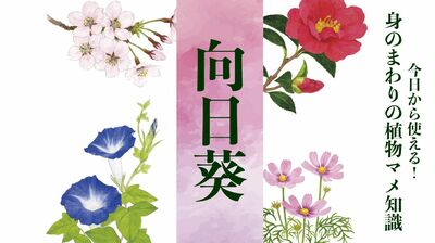 【向日葵(ヒマワリ)】一つの花に千以上の花と種!太陽を追って回るのは、花ではなく葉とツボミ