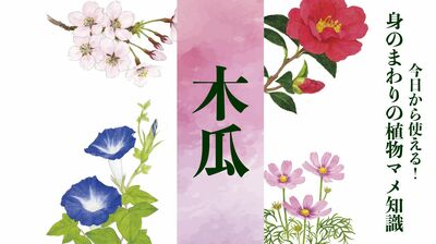 【木瓜】なんと読む?春先に美しい紅色の花を咲かせ、「放春花」の別名をもつ植物