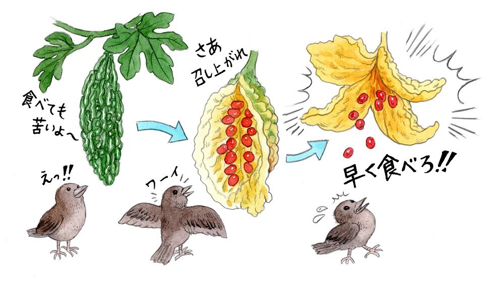 人間用の苦い「ゴーヤー」は成熟前のもの。食べられなかった時の弾けっぷりに、鳥もびっくり