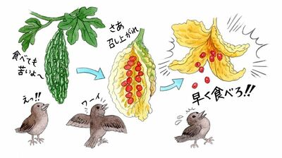 人間用の苦い「ゴーヤー」は成熟前のもの。食べられなかった時の弾けっぷりに、鳥もびっくり