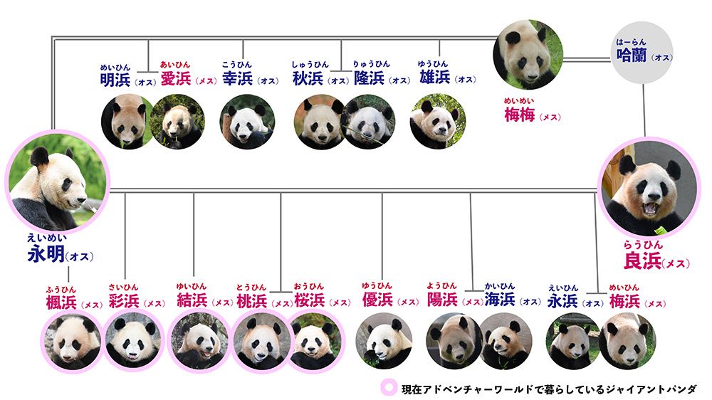 3ページ目 ジャイアントパンダ 楓浜 ハーフバースデーの贈り物に一目散 アドベンチャーワールド17頭目の赤ちゃん 話題 婦人公論 Jp