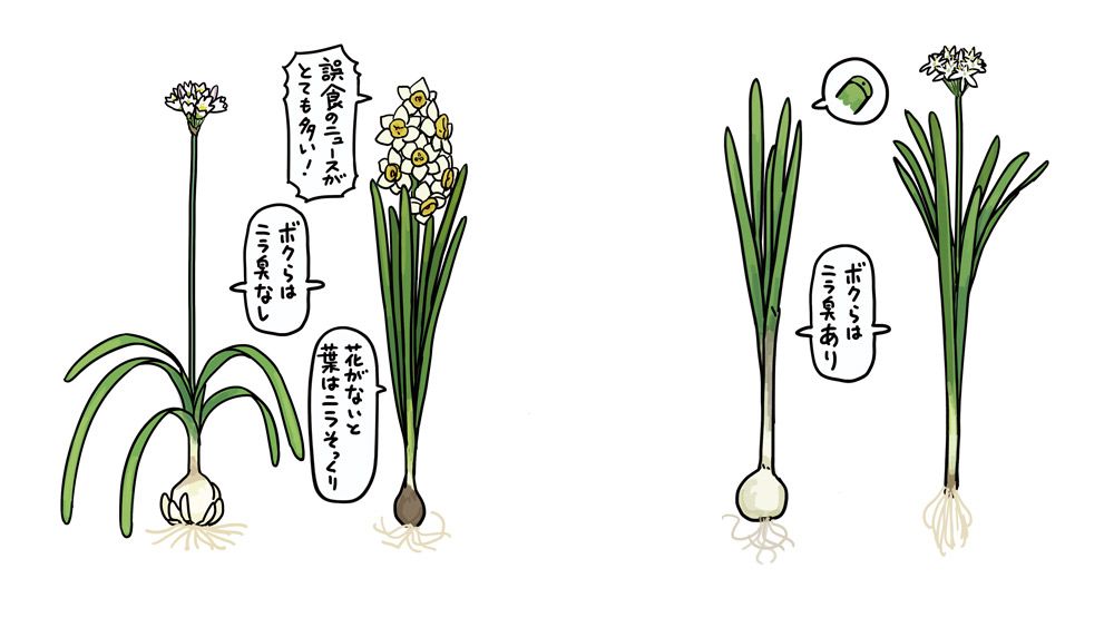 2ページ目 古代ギリシャで人類初の毒兵器として使われた ガーデニングで注意するべき クリスマスローズ ニラそっくりでも食べたら中毒 スイセン 身近な毒もち植物 すごい毒の生きもの図鑑 教養 婦人公論 Jp