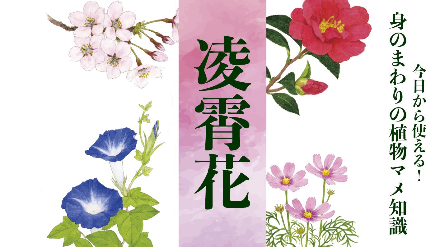 【凌霄花(ノウゼンカズラ)】狩野永徳の「花鳥図押絵貼屏風」にも登場する栄光の花〈身のまわりの植物マメ知識〉
