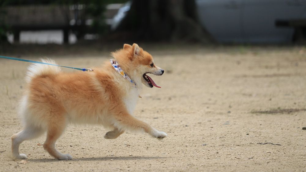 味にうるさい両親のために 出張シェフサービス 危険を感じ 犬の散歩を依頼 ルポ 代行サービスを試したら 婦人公論 Jp Goo ニュース