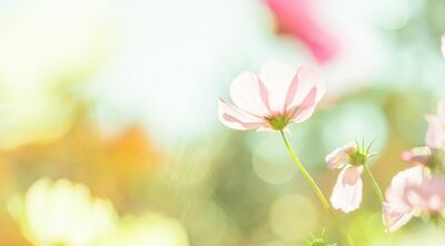 「遺影は25年前の写真で」母の遺言にくすり。悲しみの中でこぼれた笑みの理由