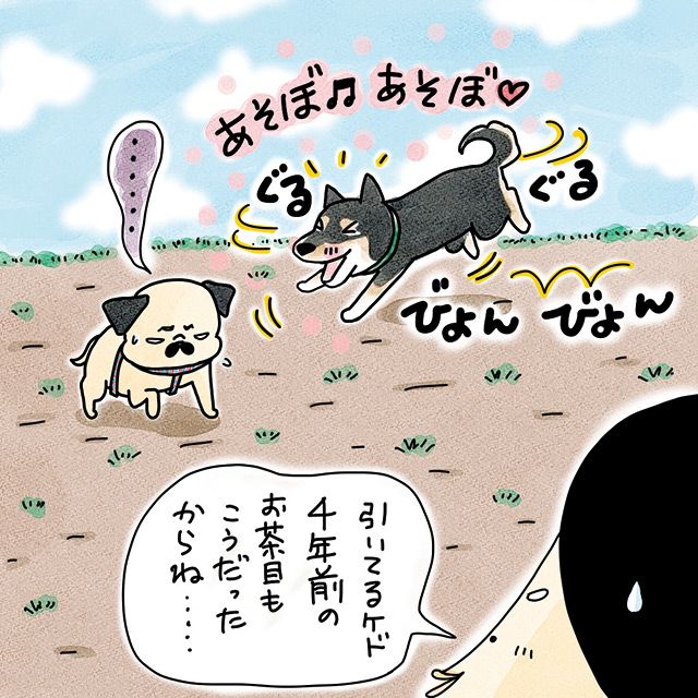 画像 写真 やんちゃな黒柴の妹分に絡まれて ドン引きのパグだけど フォトエッセイ 人間関係 婦人公論 Jp 画像 写真 やんちゃな黒柴の妹分に絡まれて ドン引きのパグだけど フォトエッセイ 人間関係 婦人公論 Jp