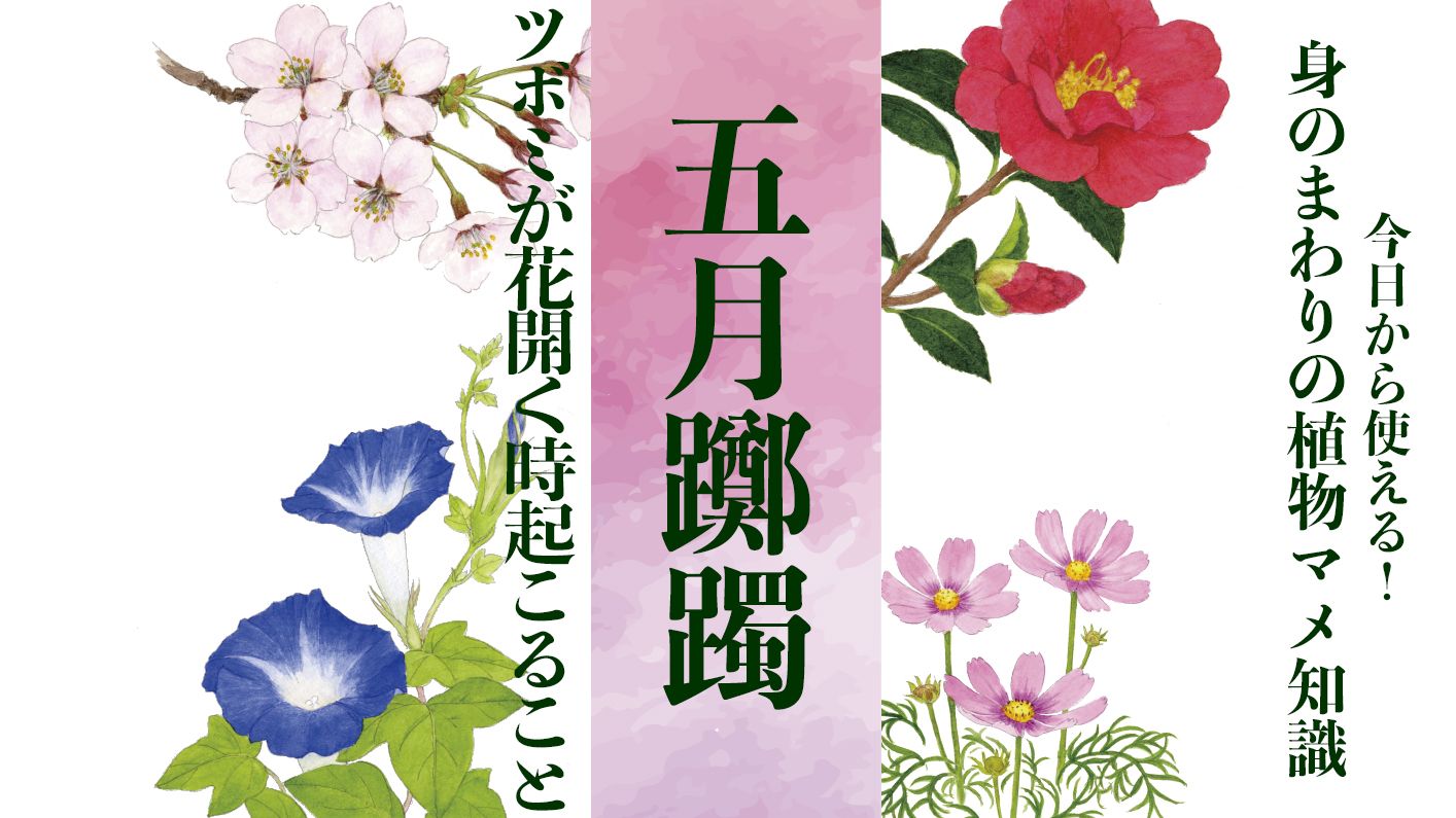 五月躑躅 ツボミが花開く時起こること 身のまわりの植物マメ知識 21年5月2日 Biglobeニュース