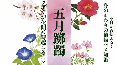 【五月躑躅】ツボミが花開く時起こること〈身のまわりの植物マメ知識〉