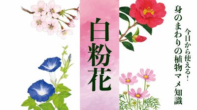 【白粉花(オシロイバナ)】別名「飯炊き花」。英語名は「フォー・オクロック」。夕方になると花開く〈身のまわりの植物マメ知識〉