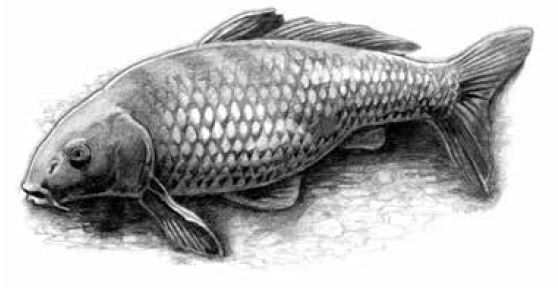 画像 写真 登竜門 の語源 鯉の滝登り は立身出世のシンボル 無数にいる魚の中で コイだけが竜門を登れたのは 立派なヒゲを持つ 魚の長老 だったから 生き物が老いるということ 第7回 教養 婦人公論 Jp