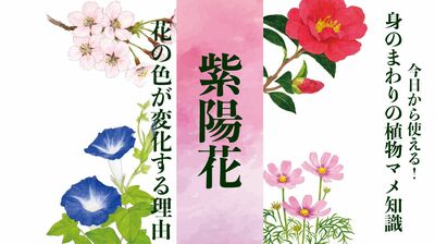 【紫陽花】シーボルトが愛した「お滝さん」は、移り気で毒がある〈身のまわりの植物マメ知識〉