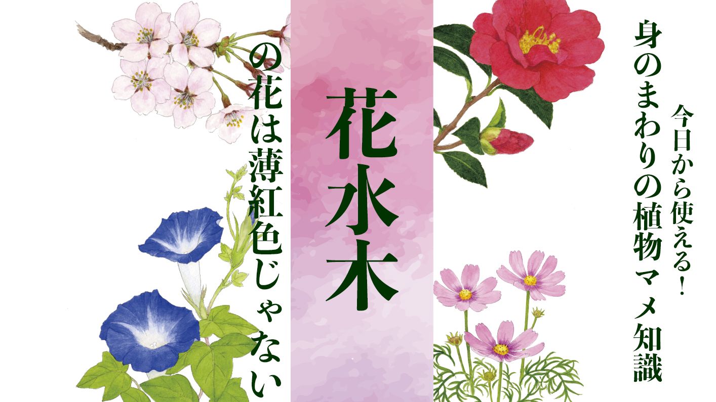 【花水木】の花は薄紅色じゃない!〈身のまわりの植物マメ知識〉