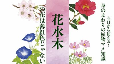 【花水木】の花は薄紅色じゃない!〈身のまわりの植物マメ知識〉