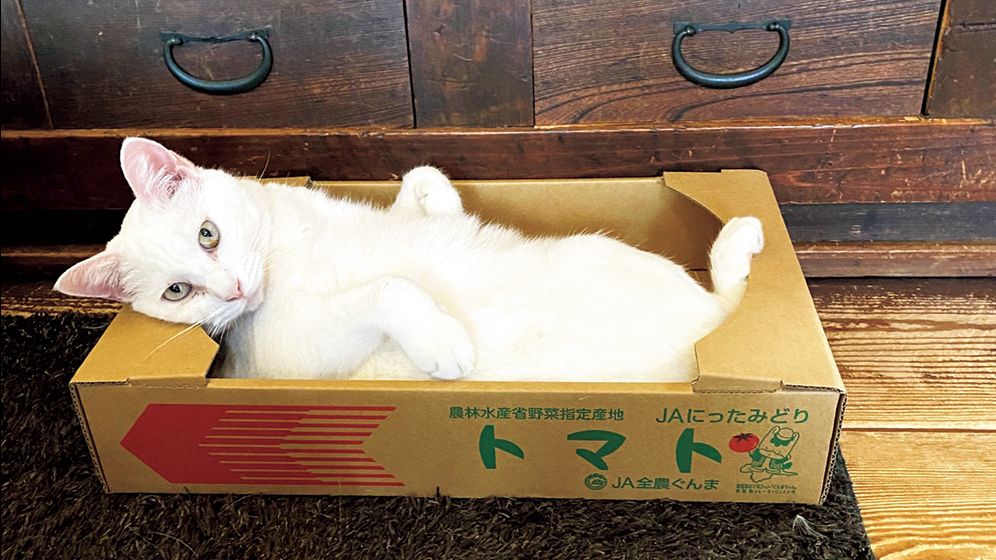 猫ホイホイか! 面白いほど箱に入るニャンコたち
