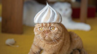 2022年2月22日は鎌倉時代以来の「スーパー猫の日」。夫婦インスタグラマー、山崎良さん・ひろみさんが手がける「猫の抜け毛帽子」をかぶった猫たちに癒される