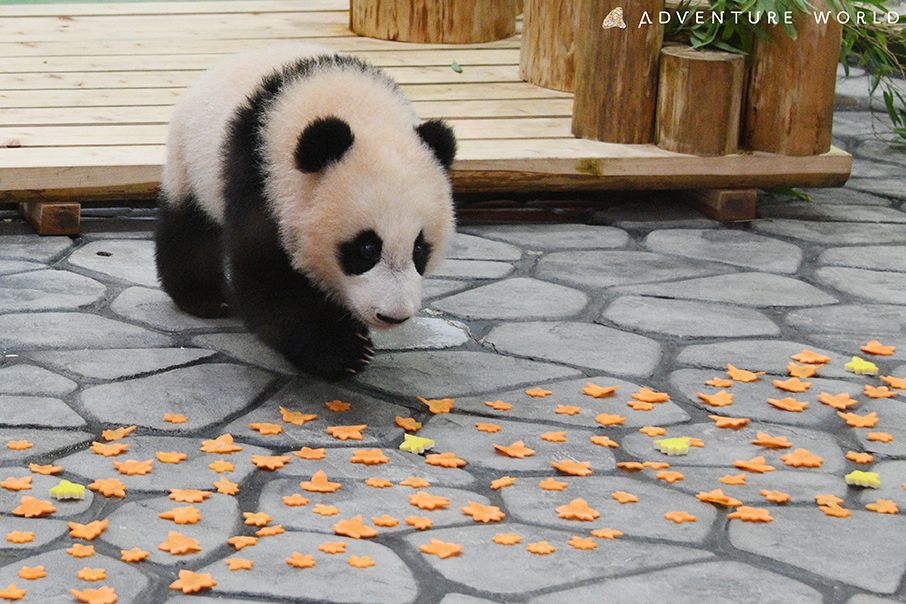 2ページ目 ジャイアントパンダ 楓浜 ハーフバースデーの贈り物に一目散 アドベンチャーワールド17頭目の赤ちゃん 話題 婦人公論 Jp