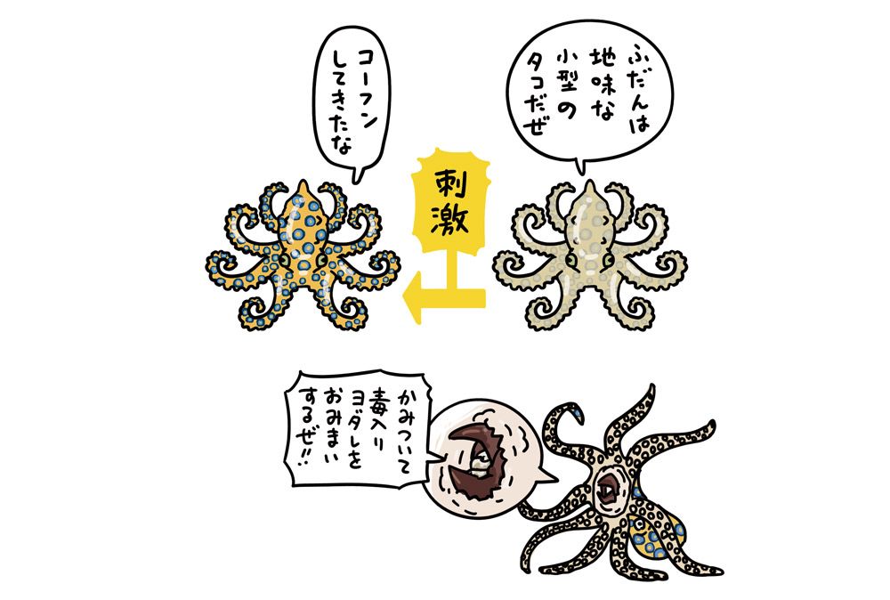 さわるな危険 泳ぎ回る毒トゲ軍団 ゴンズイ 1匹で大人7人倒せる毒をもつ 見た目はかわいい ヒョウモンダコ 夏の海辺で要注意の生きものたち すごい毒の生きもの図鑑 教養 婦人公論 Jp
