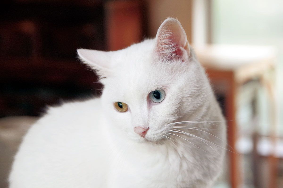 親分 という名のイケメン猫は 宝石みたいなオッドアイ 人間関係 婦人公論 Jp