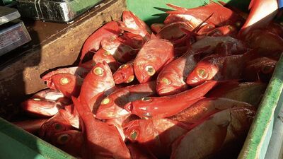チャンネル登録者数180万人の料理研究家・コウケンテツが体験した千葉県・勝浦の魅力。川津漁港で親子船に乗ってキンメダイを釣り、朝市で新鮮な食材を堪能！