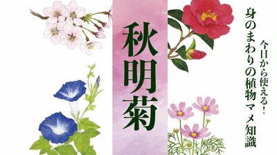 【秋明菊(シュウメイギク)】冥土に咲く寂しげな花。秋冥菊と書かれることも。英語名はジャパニーズ・アネモネ