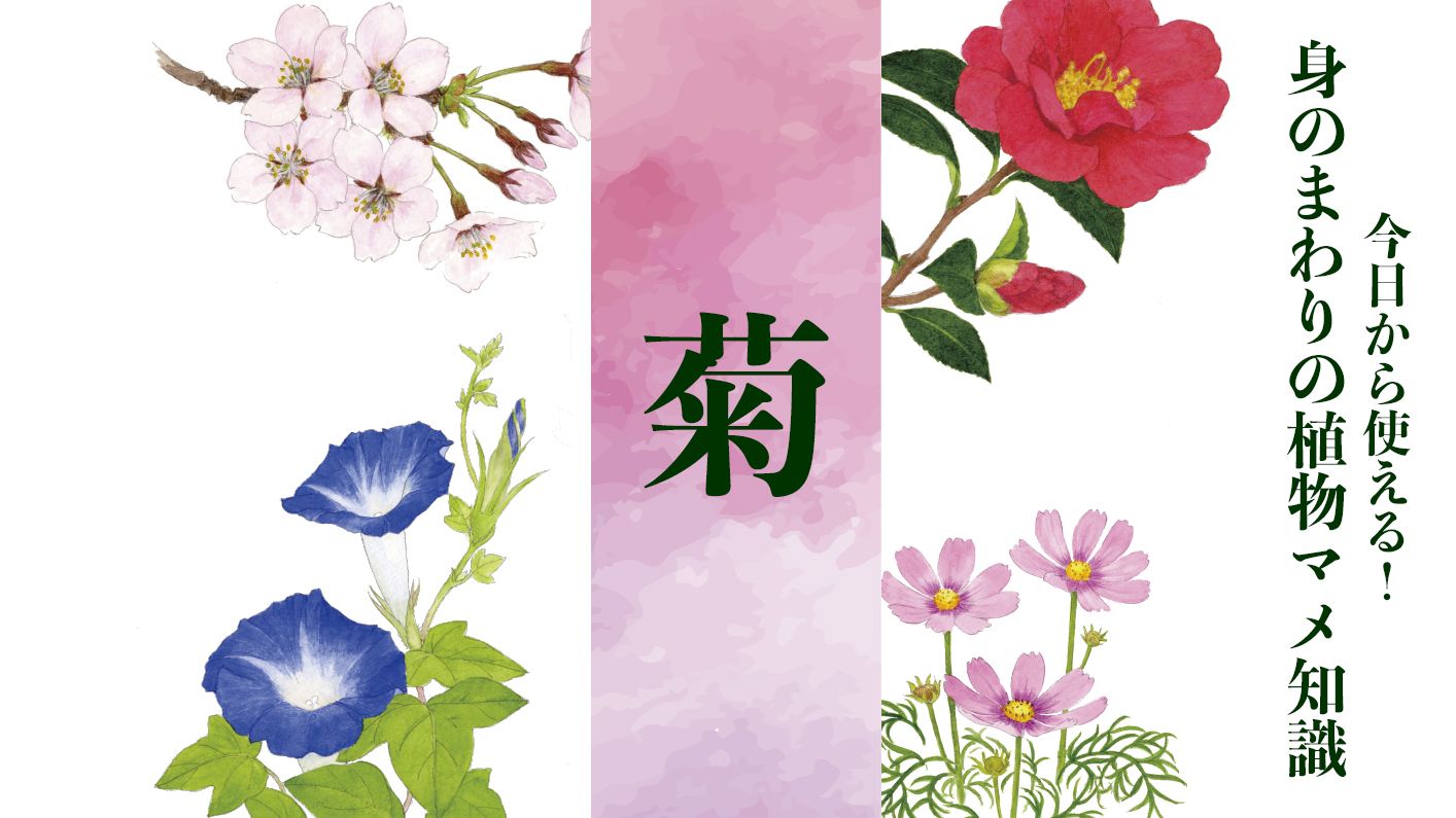 【菊（キク）】皇室の御紋、パスポート、50円玉…。多くの日本人にとっての「心の花」は触ると育つ