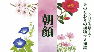 【朝顔（アサガオ）】朝と夕方で花が青色⇒赤紫色に変わるのはなぜ？　英名は「ジャパニーズ・モーニング・グローリー」。江戸時代、日本で品種改良が行われた