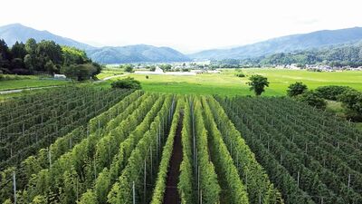 コウケンテツが見つけたホップの産地、岩手県・遠野の魅力。バケツに鍋をかぶせる独特スタイルのジンギスカンで名物「ラム肉」を!